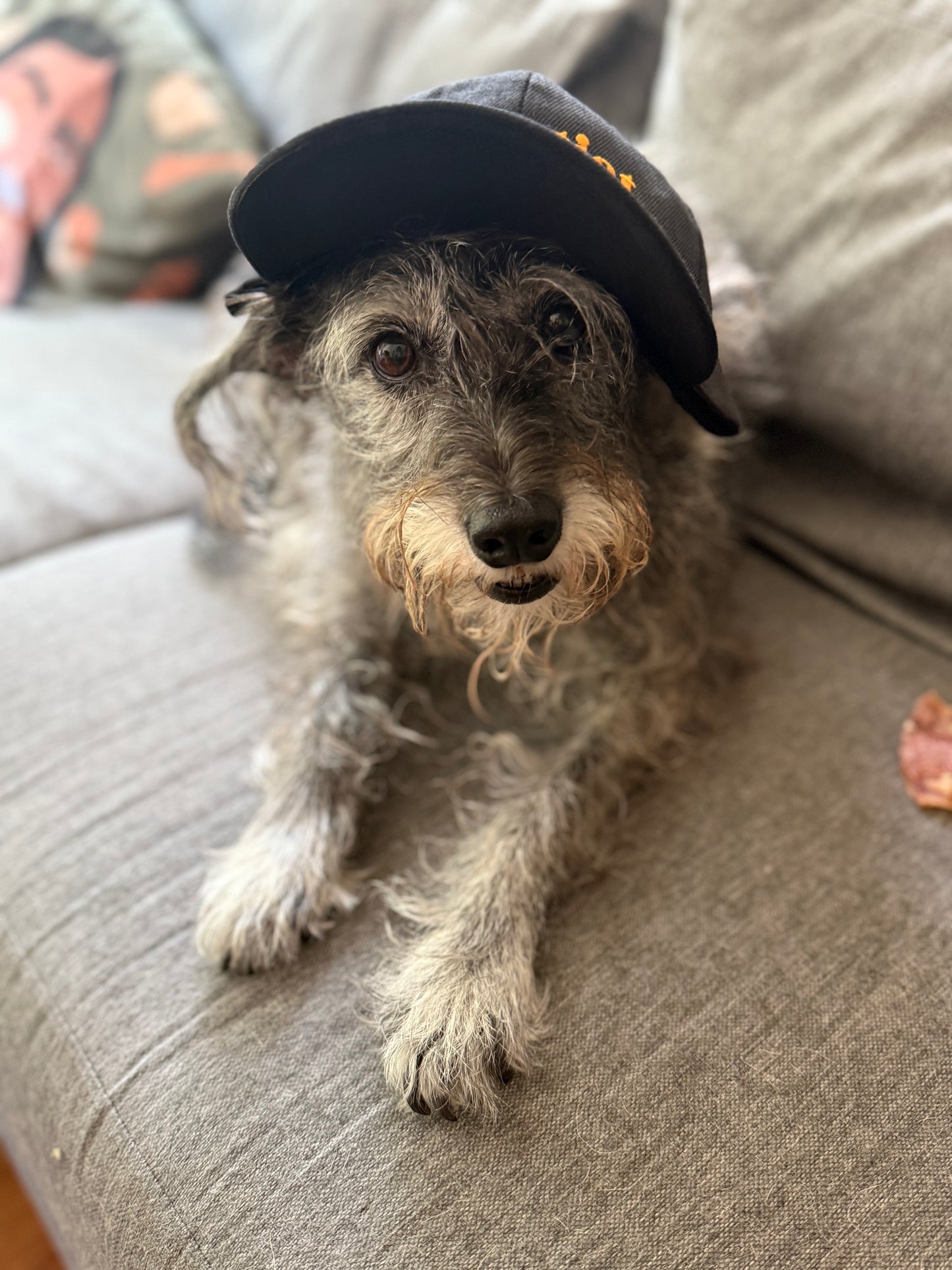 GORRA ADOPTIST