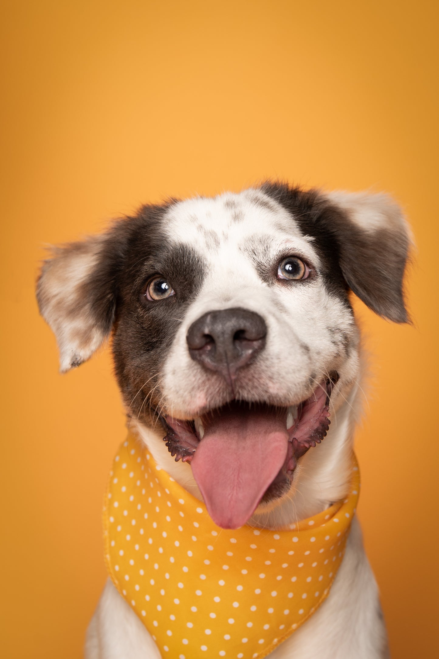 Sesión de fotos a perro en adopción en Maratón.