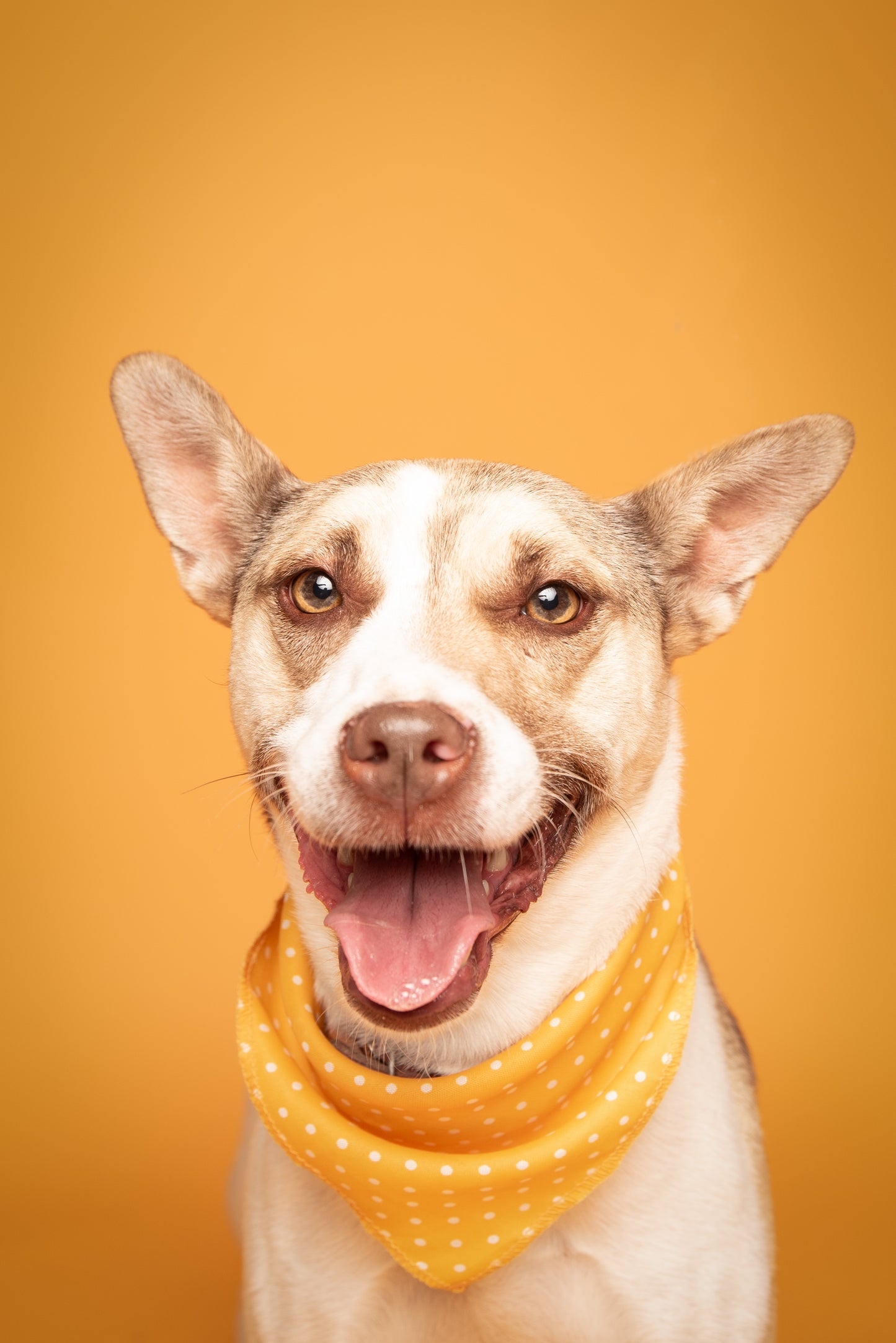 Sesión de fotos a perro en adopción en Maratón.