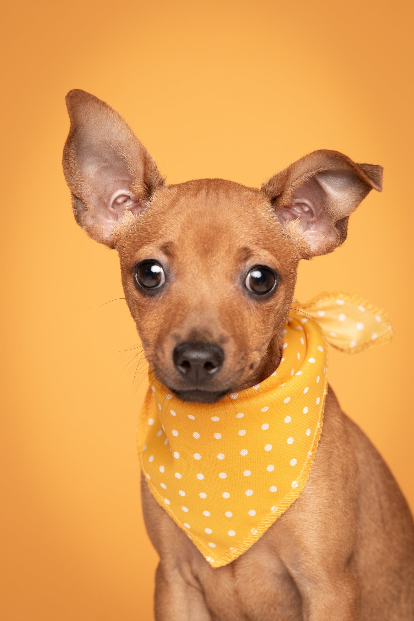 Sesión de fotos a perro en adopción en Maratón.
