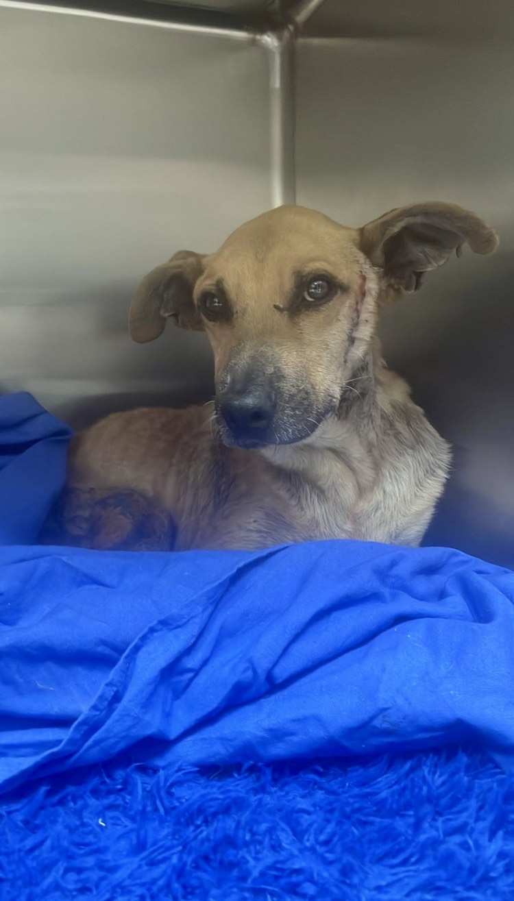 Donación a Cosme