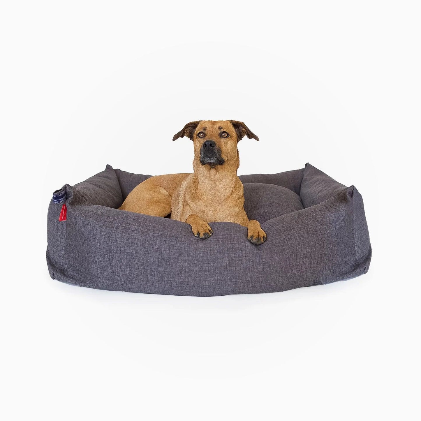 Cama perro