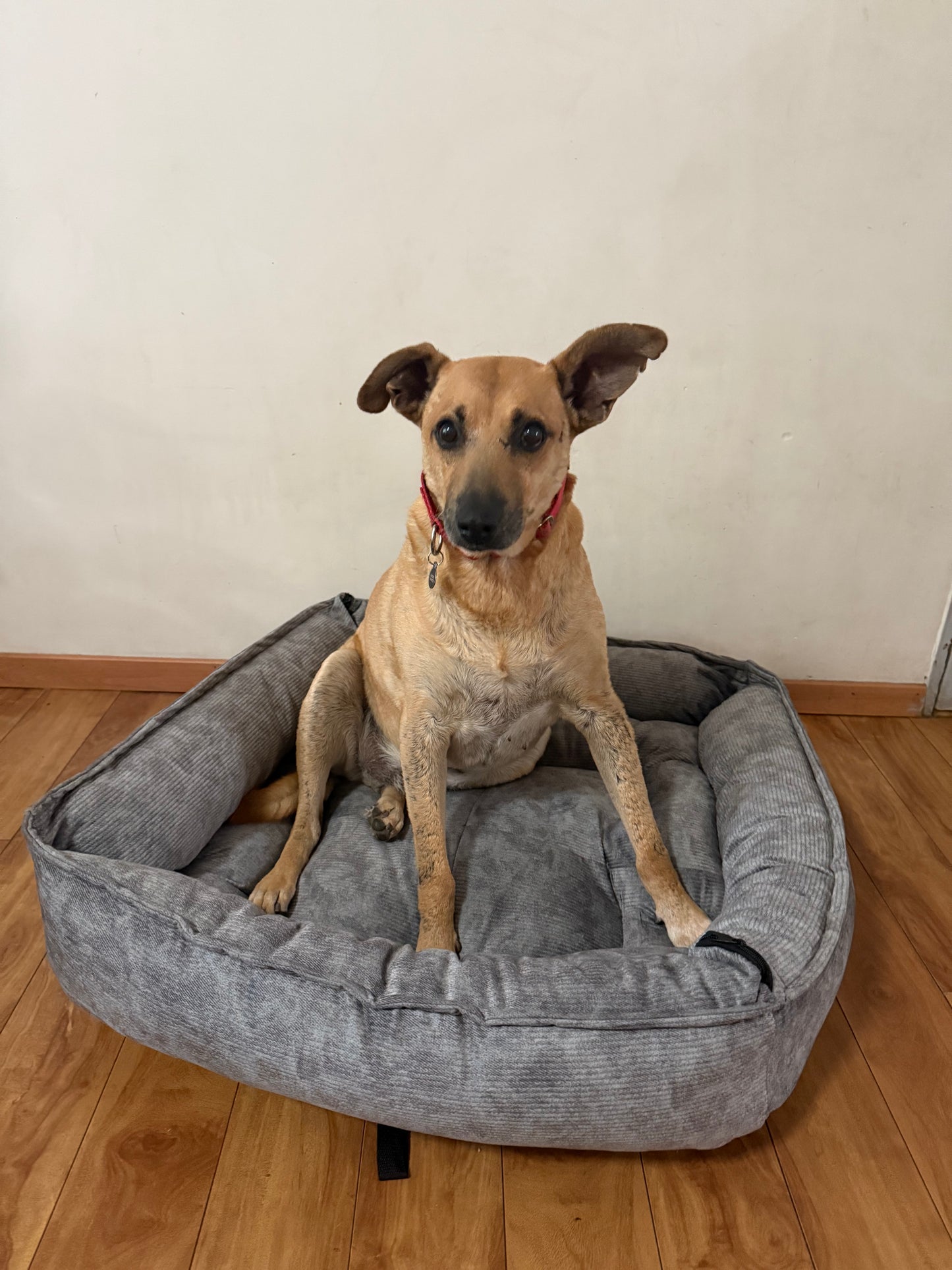 Cama de perro gris