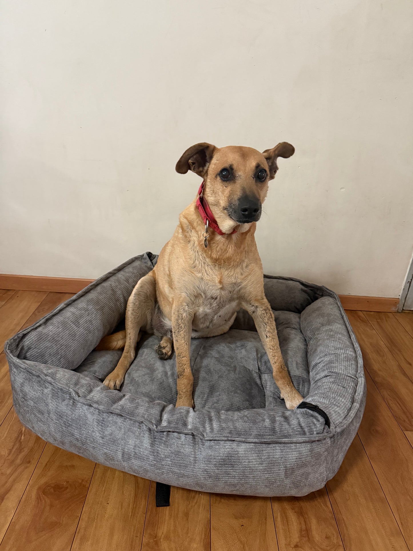 Cama de perro gris