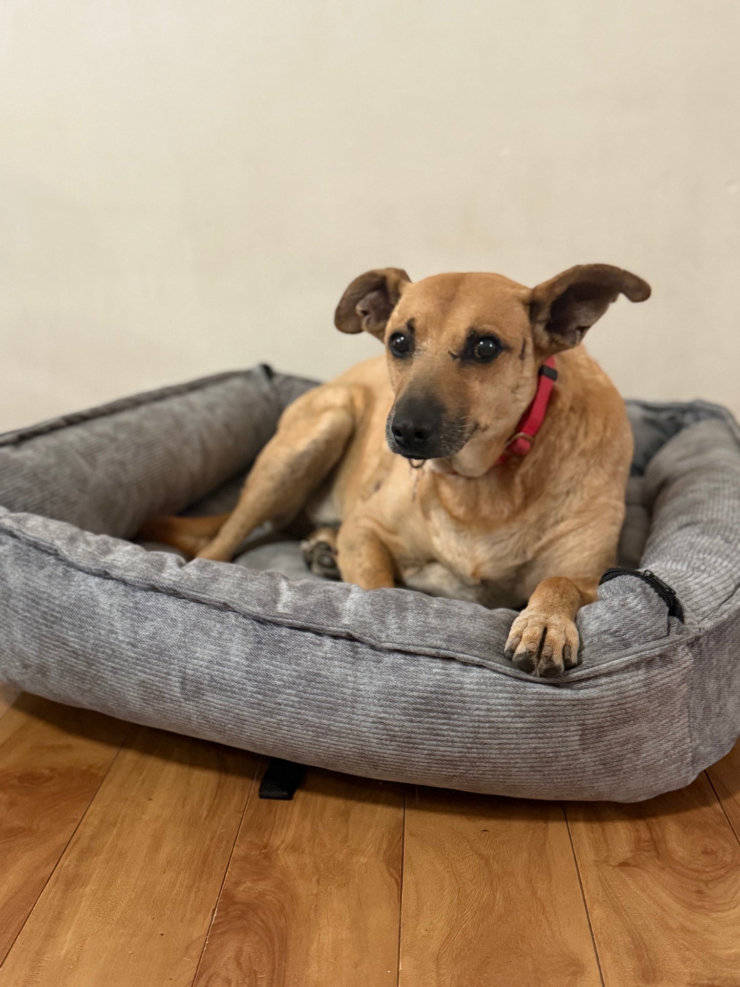 Cama de perro gris
