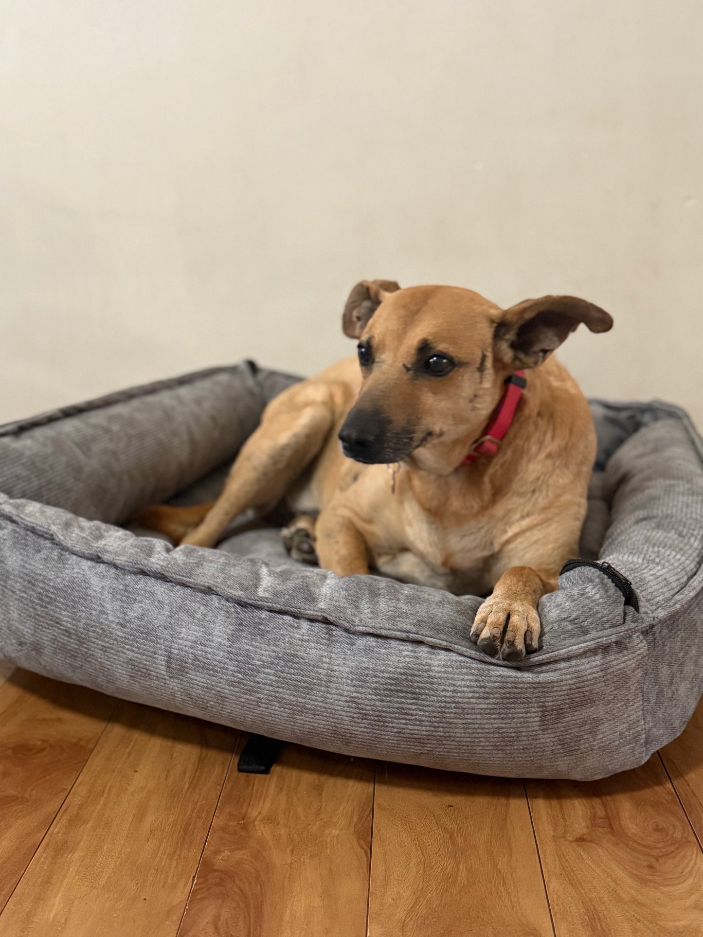 Cama de perro gris